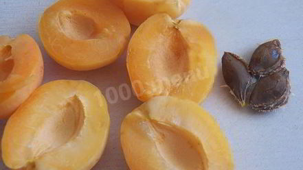 Рецепт абрикосовой настойки