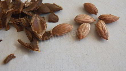 Рецепт абрикосовой настойки