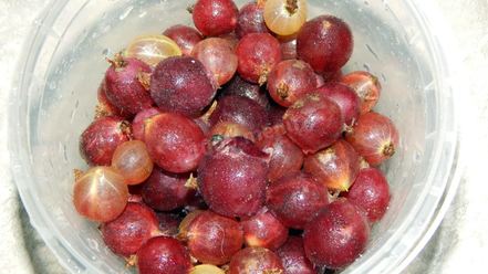 Рецепт настойки из крыжовника