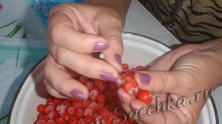 Рецепт настойки из рябины