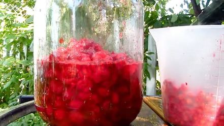 Рецепт настойки из вишни на спирту домашняя