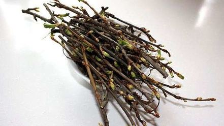 Рецепт настойки на смородиновых почках