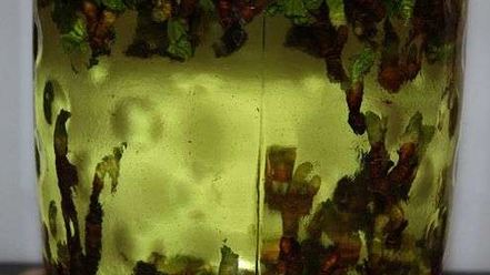 Рецепт настойки на смородиновых почках