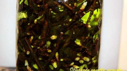 Рецепт настойки на смородиновых почках