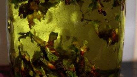 Рецепт настойки на смородиновых почках