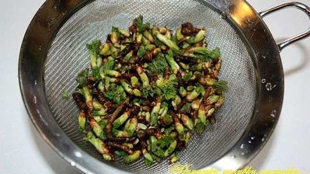 Рецепт настойки на смородиновых почках