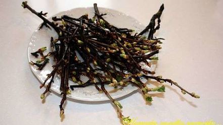 Рецепт настойки на смородиновых почках