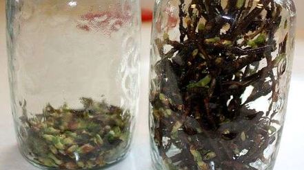 Рецепт настойки на смородиновых почках