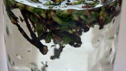 Рецепт настойки на смородиновых почках