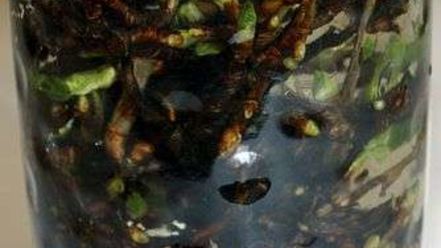 Рецепт настойки на смородиновых почках