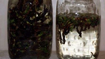 Рецепт настойки на смородиновых почках