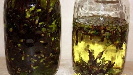 Рецепт настойки на смородиновых почках