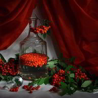 Рецепт Рябиновой настойки на водке