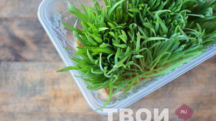 Рецепт сока из ростков пшеницы