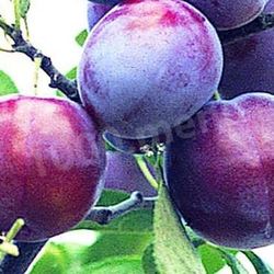 Рецепт Вина из слив с добавлением сахара