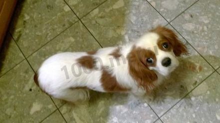 Рецепт салата цезарь с курицей и пармезаном