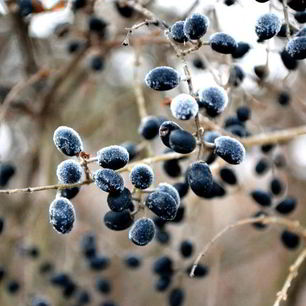 Рецепт Готовима кетчуп из тернослива на зиму