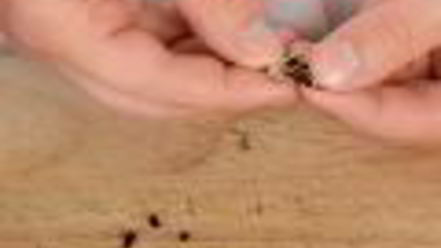 Рецепт кетчупа с нектаринами