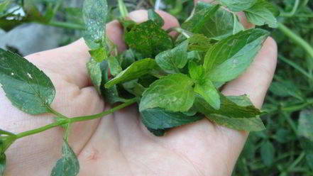 Рецепт грузинского соуса ткемали