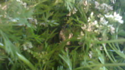 Рецепт соуса зеленого ткемали