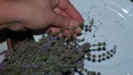 Рецепт ткемали из слив на зиму