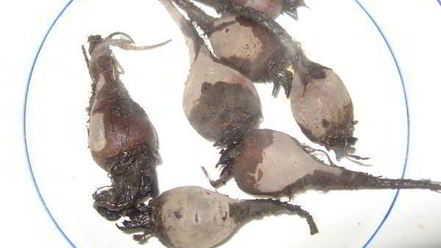 Рецепт борща холодного с креветками