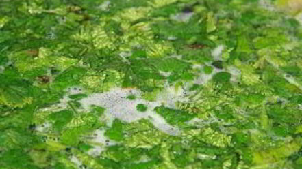 Рецепт горохового супа с тушенкой