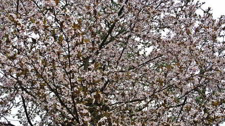 Рецепт холодника на кефире с маринованной свеклой