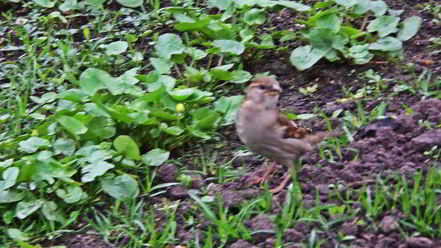 Рецепт холодника на кефире с маринованной свеклой