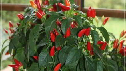 Рецепт щей из квашеной капусты с уткой