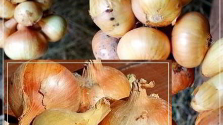 Рецепт щей из квашеной капусты с уткой