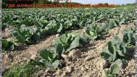 Рецепт щей из щеницы