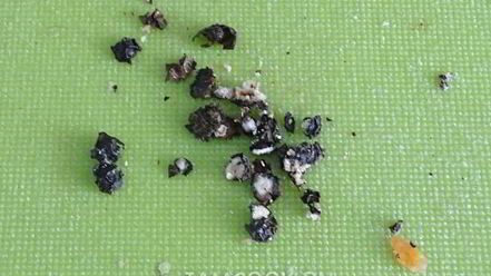 Рецепт зеленых щей из кисленицы