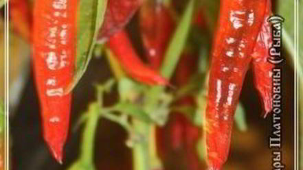 Рецепт харчо из рыбы по принципу сулаквелидзе