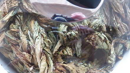 Рецепт конского щавеля — супа-пюре из авелука