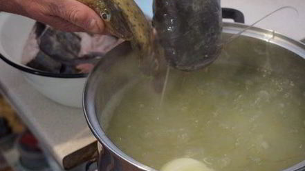 Рецепт сборной ухи из сома и ерша-носаря