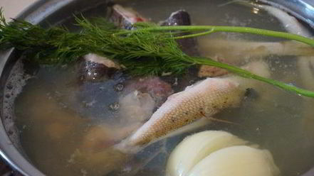 Рецепт сборной ухи из сома и ерша-носаря