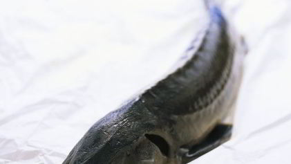 Рецепт Ухи из осетра