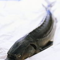 Рецепт Ухи из осетра