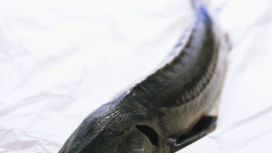 Рецепт ухи из осетра