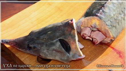 Рецепт ухи по-царски из петуха