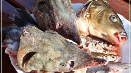 Рецепт ухи по-царски из петуха