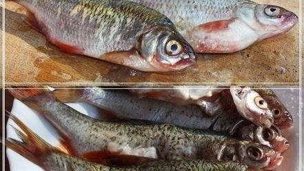 Рецепт ухи по-царски из петуха