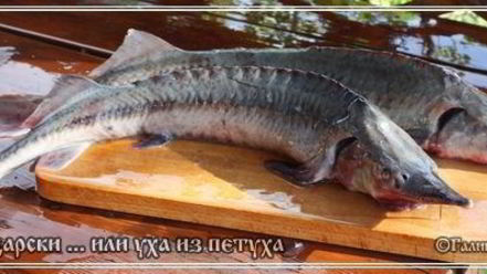 Рецепт ухи по-царски из петуха