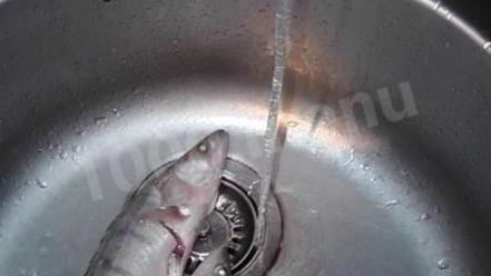 Рецепт ухи судачья по-ростовски