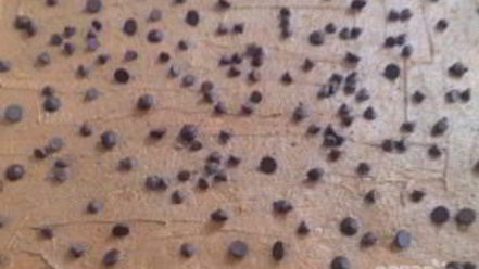 Рецепт тыквенно-шоколадных булочки