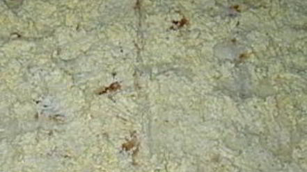 Рецепт лаваша с консервой