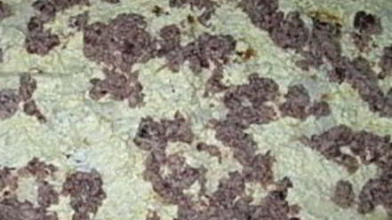 Рецепт лаваша с консервой