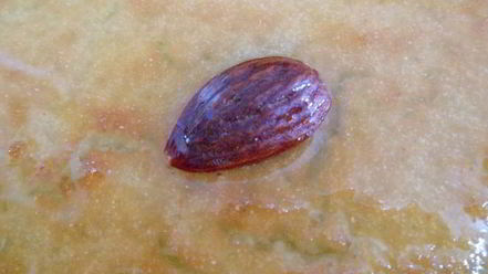 Рецепт намуры — арабского манника, пропитанного сиропом с ароматом роз и флердоранжа