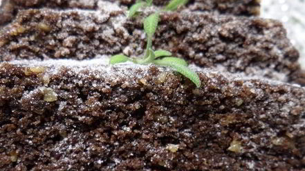 Рецепт постного шоколадного манника с миндалем